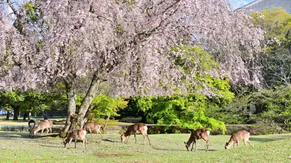 Nara Park + Arashiyama + Kinkaku-ji + Fushimi Inari Taisha one-day tour [includes meal]