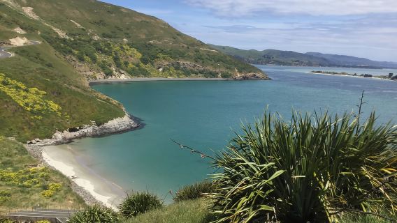 Dunedin: City Highlights and Otago Peninsula Scenery