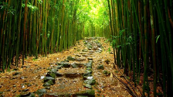 Maui: Hana-Wanderung mit Mittagessen