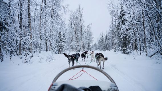 Levi: Lawatan Husky Berpandu Pandu Sendiri
