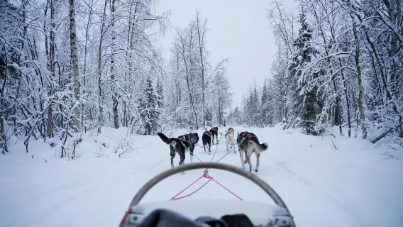 萊維：自駕哈士奇導覽遊