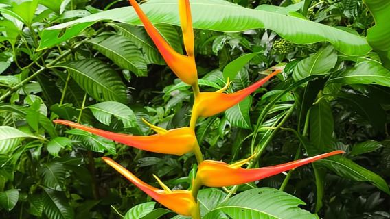 Lawatan Berpandu Taman Manuel Antonio - Termasuk Tiket Kemasukan