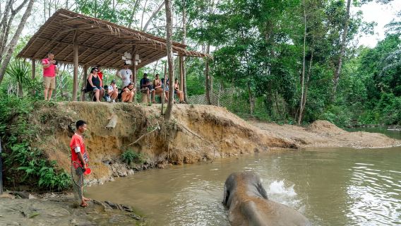 Khaolak: Tour tham quan Khu bảo tồn voi có hướng dẫn viên kèm dịch vụ đưa đón khách sạn
