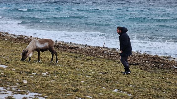 From Tromsø: Arctic Wildlife & Fjord Sightseeing Tour by Car