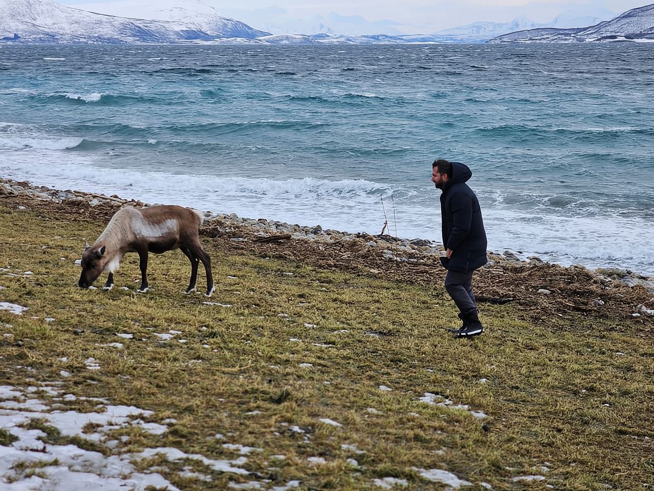 From Tromsø: Arctic Wildlife & Fjord Sightseeing Tour by Car