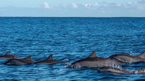 Mauritius • Melihat lumba-lumba dengan kapal layar katamaran [Tempahan minimum untuk dua orang] termasuk makan tengah hari