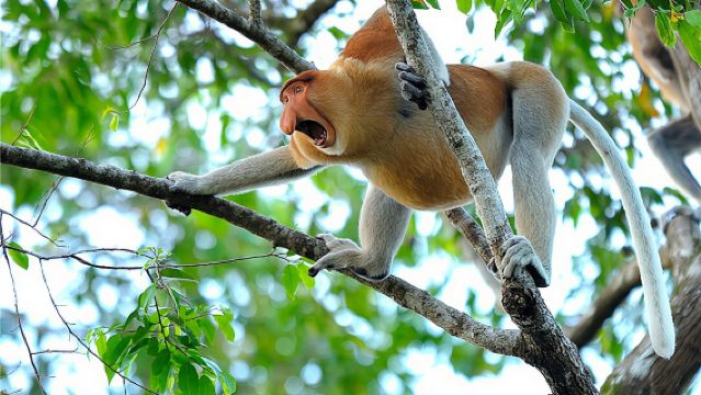 亞庇Kawa紅樹林一日遊:三大路線任選,邂逅長鼻猴與螢火蟲