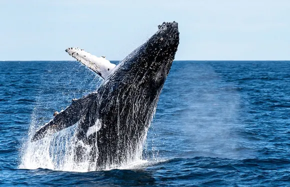 日本沖繩座間味觀鯨【沖繩觀鯨|那霸同北谷兩地出發|】