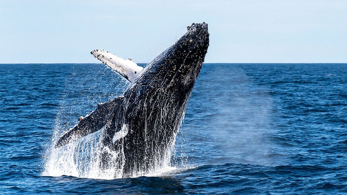 日本沖繩座間味觀鯨【沖繩觀鯨|那霸與北谷兩地出發|】