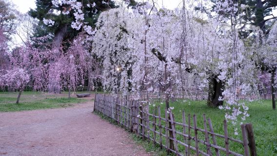 Abendliche Kirschblüten-Besichtigung und kulinarische Tour zur Kirschblütenzeit - Kyoto