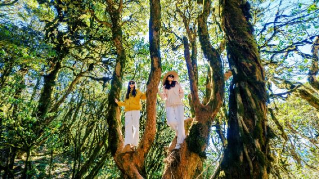 下車即達高黎貢山西段毛毛球原始森林|膽扎.青草嶺|一價全含