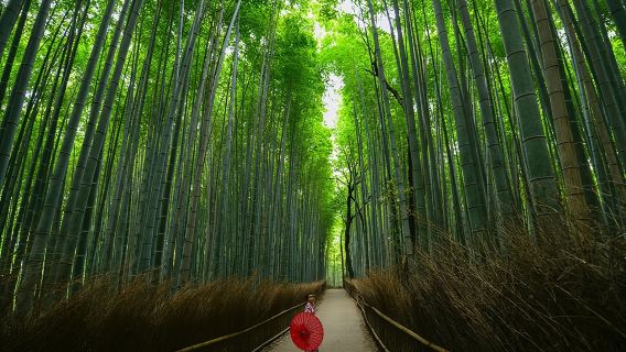 Kyoto Arashiyama Bamboo, Temple, Monkey or Local Mountain Brewery