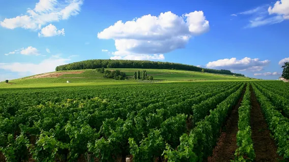Da Digione: Tour di Degustazione Vini nella Côte de Nuits
