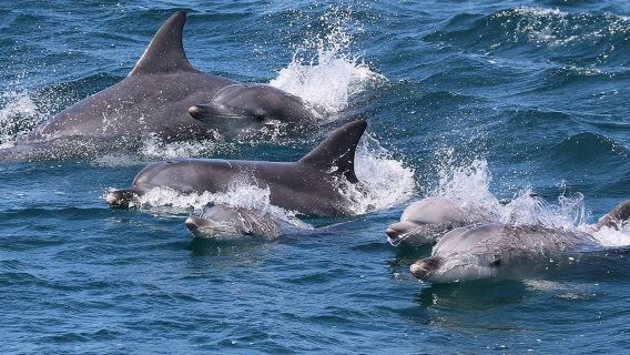 Delfinbeobachtungstour in der Jervis Bay