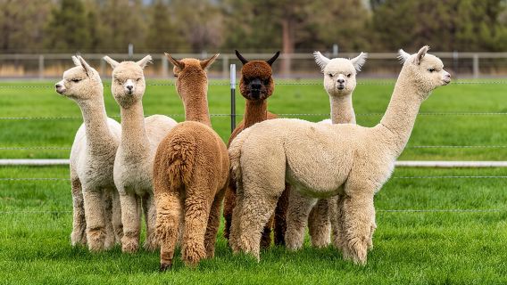 Alpaca Farm MamaAdama Meet & Feed