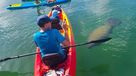 Mangroves, Manatees, and a Hidden Beach: Kayak Tour