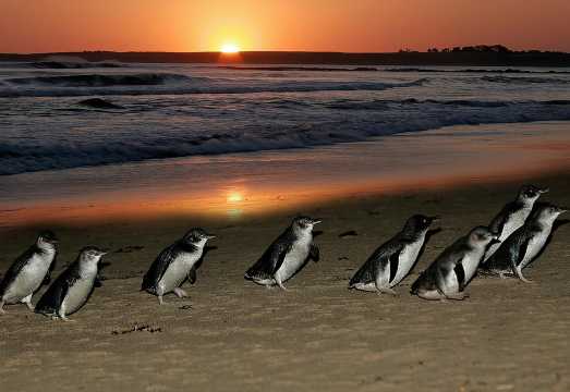 Phillip Island Penguin and Koala Highlights Day-Trip from Melbourne AUD 183.55