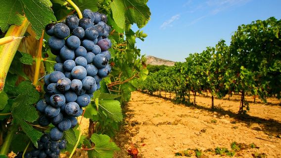 Half Day Great Vineyard Tour from Avignon