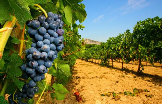 亞維儂半日葡萄園精華遊