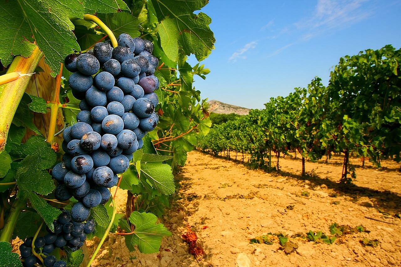 ทัวร์ไร่องุ่นครึ่งวันจากอาวีญง