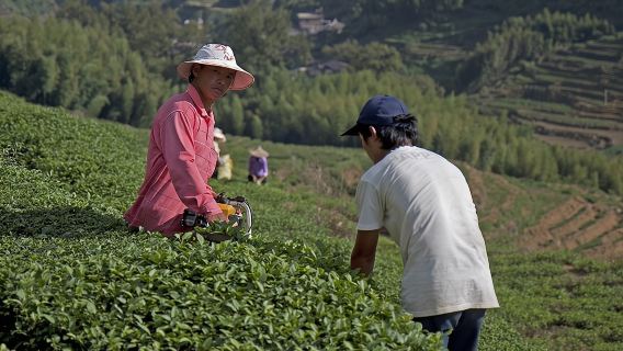 Ganztägige private Tour durch den Kreis Anxi ab Xiamen inklusive Mittagessen