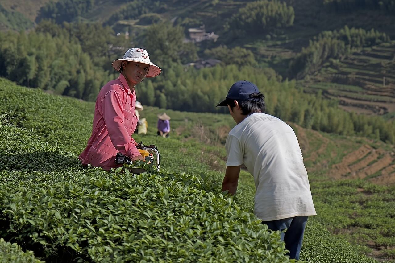 Full-Day Private Tour of Anxi County from Xiamen with Lunch