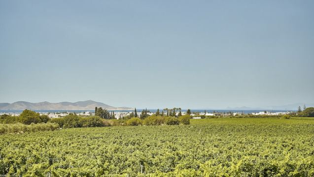 Light lunch in a vineyard in Kos