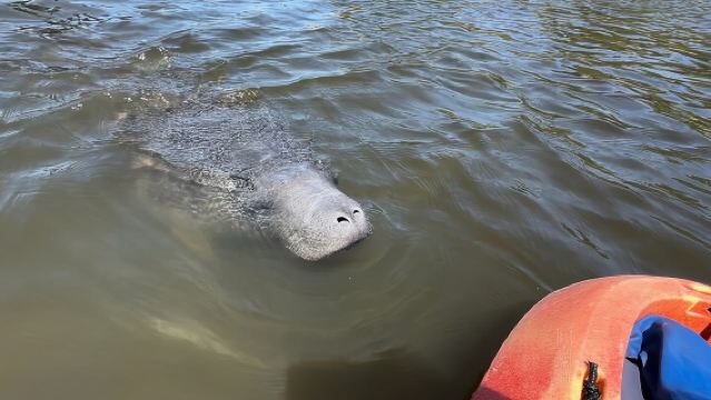 Tour tra le Mangrovie di Robinson Preserve