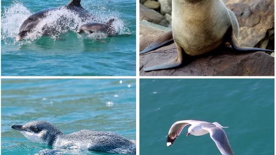 Pelayaran Alam Kucing Hitam Pelabuhan Akaroa