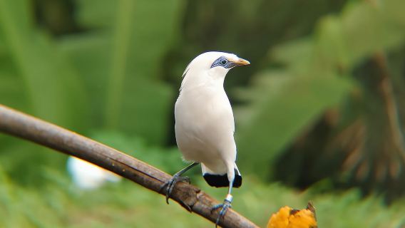 Dari Ubud: Tur Desa Tengkudak dengan Pemandu dan Pengamatan Burung