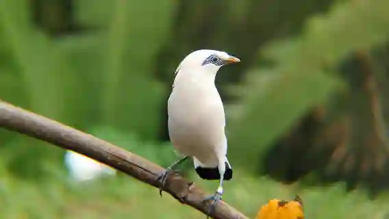 從烏佈出發：Tengkudak 村導覽（含觀鳥活動）