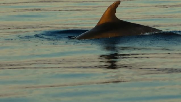 3,5h Wild Bays: Swim & Snorkel with Capt. Bobo (Public)