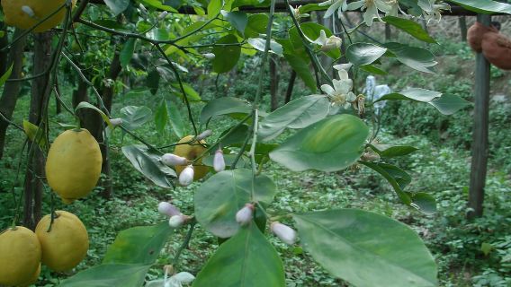 Sorrento: Walking Tour in Lemon Garden w/ Food Tasting