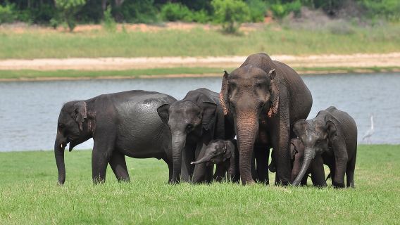 Minneriya National Park halfday Safari