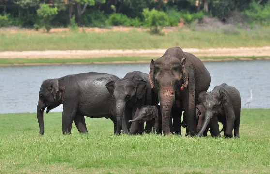 米內日亞國家公園半日遊獵