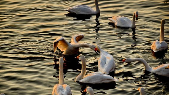 威海成山頭+煙墩角+天鵝湖一日遊【純玩包車行程自由】