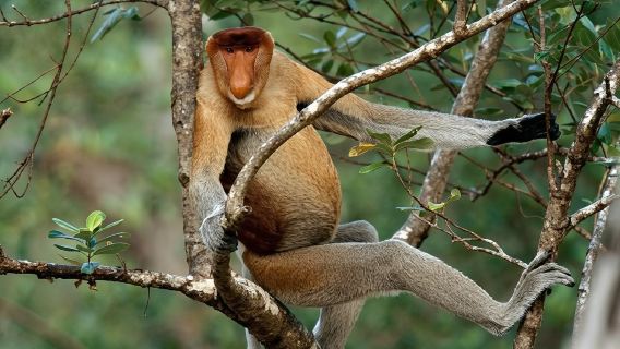Brunei River Mangrove Proboscis Monkey Half Day Tour