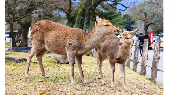 日本+宇治市+奈良+平等院+宇治橋+奈良公園+東大寺一日遊