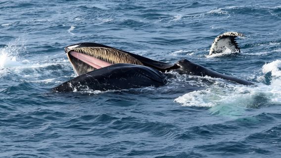 Reykjavik : Excursion d'observation des baleines, exposition « Baleines d'Islande »