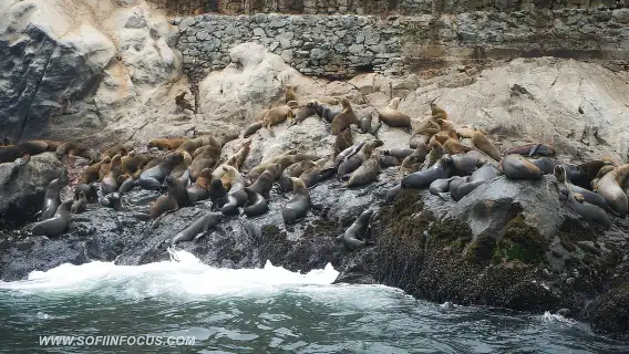 Callao: ว่ายน้ำกับสิงโตทะเล ทัวร์เรือเกาะปาโลมิโน