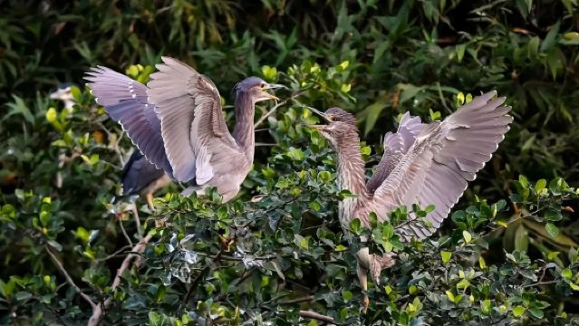 江門三十三墟街+陳皮村+小鳥天堂一日遊@門票+遊船【家庭遊】