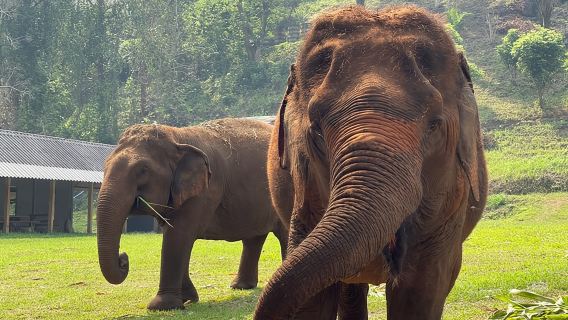 Half-Day Elephant Experience at Rantong