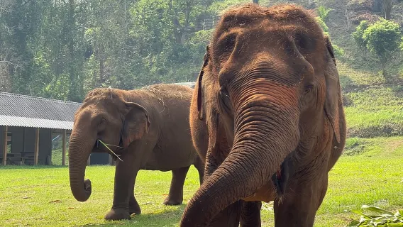 Half-Day Elephant Experience at Rantong | Half-Day Trip 5h