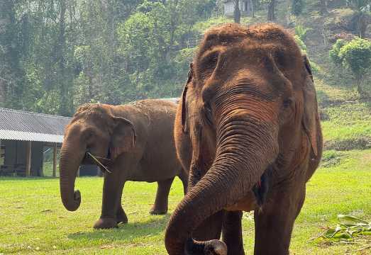 Half-Day Elephant Experience at Rantong