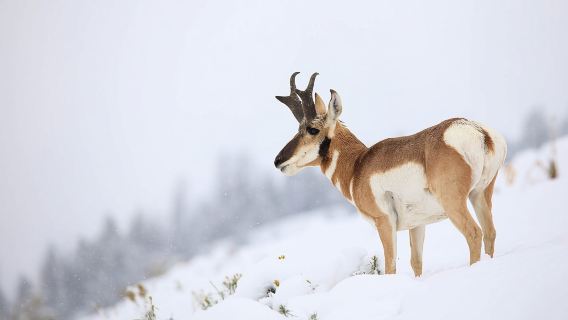 Safari Hidupan Liar Musim Sejuk Yellowstone dari Bozeman - Lawatan Peribadi