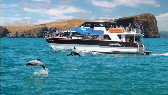 New Zealand South Island Christchurch Akaroa Black Cat Cruise Dolphin Watching (Family Trip + Encounter Rare Animals)