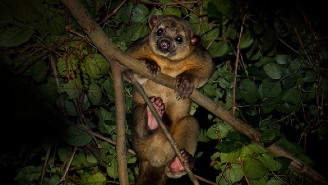 Night Mangrove Safari Boat Tour with Dinner | Manuel Antonio
