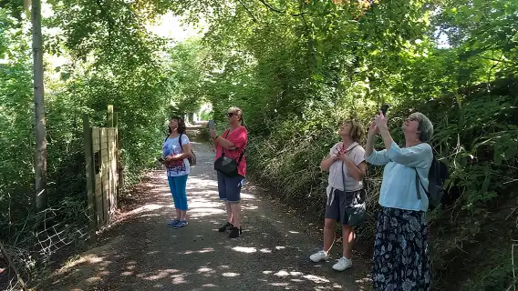 A Tour of Glastonbury, Guided by the Trees. 