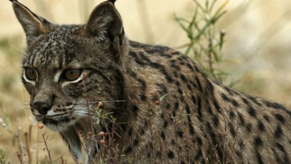 Da Siviglia: tour delle spiagge di Doñana, El Rocio e Matalascañas