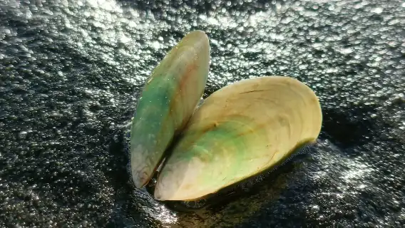 “เมือง ชายฝั่ง และชนบท” – ทัวร์วันเดียวแบบผ่อนคลายจากโอ๊คแลนด์